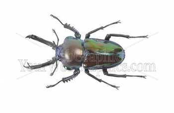 photo - beetle-16-jpg